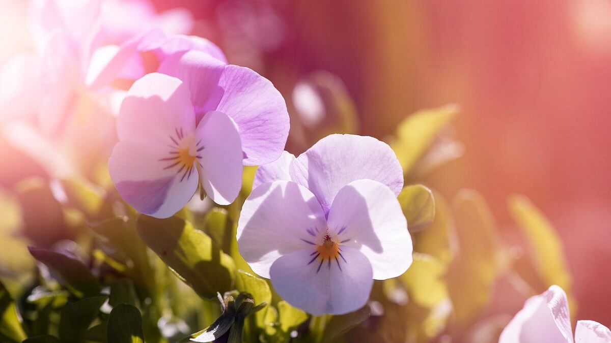 Como cuidar de violetas, veja 10 dicas de cultivo, como plantar, regar e adubar – confira fotos! 13 Violetas com tons claros