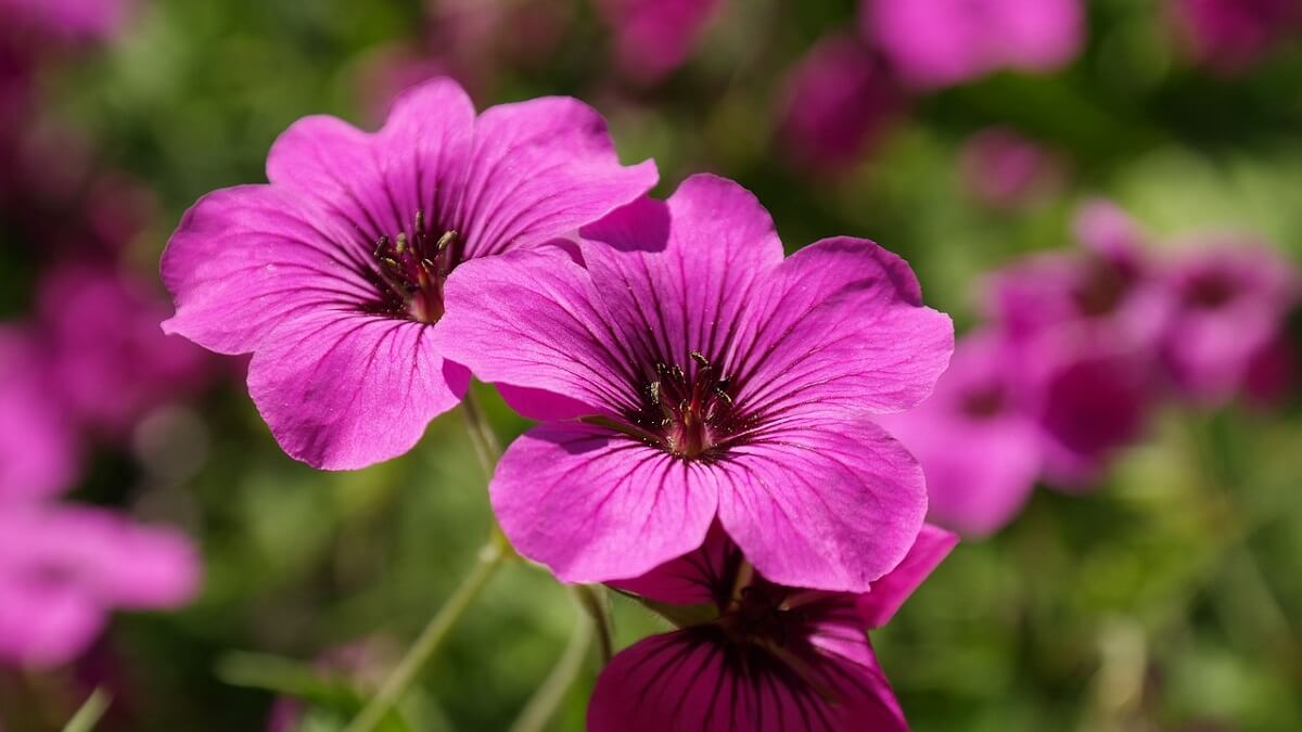 Como cuidar de violetas, veja 10 dicas de cultivo, como plantar, regar e adubar – confira fotos! 14 Violetas rosas