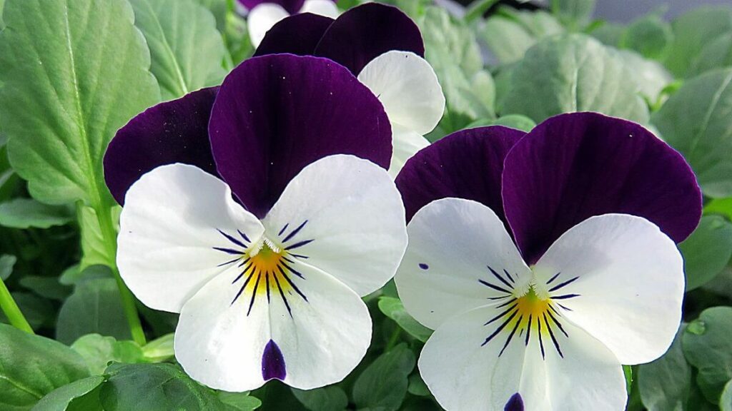 Como cuidar de violetas, veja 10 dicas de cultivo, como plantar, regar e adubar – confira fotos! 1 Como cuidar de violetas