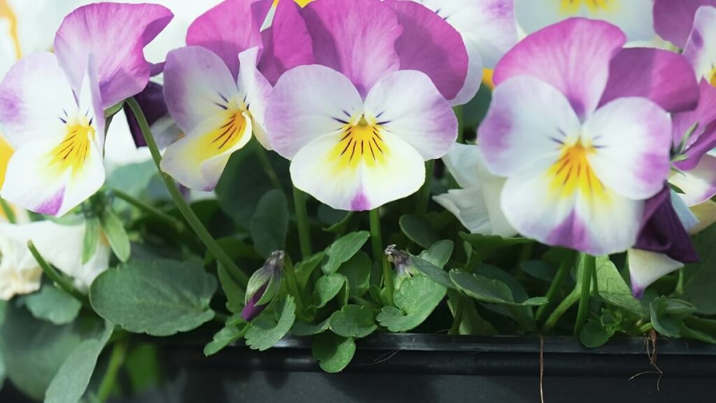 Como cuidar de violetas, veja 10 dicas de cultivo, como plantar, regar e adubar – confira fotos! 5 Violetas com tons de amarelo, branco, roxo e rosa em um vaso de plástico preto.