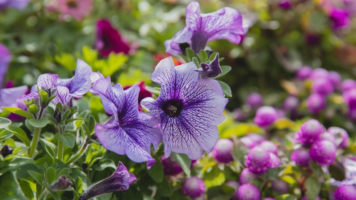 Como cuidar de violetas, veja 10 dicas de cultivo, como plantar, regar e adubar – confira fotos! 7 Como cuidar de Violetas. Flor com tons de roxo diferentes