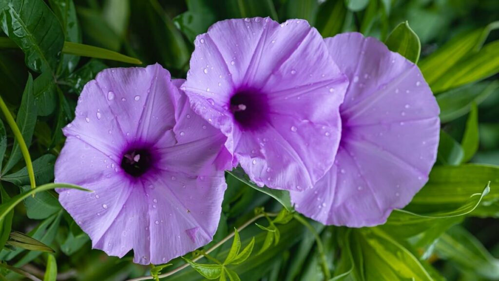 Como cuidar de violetas, veja 10 dicas de cultivo, como plantar, regar e adubar – confira fotos! 4 Como cuidar de violetas, três flores juntas