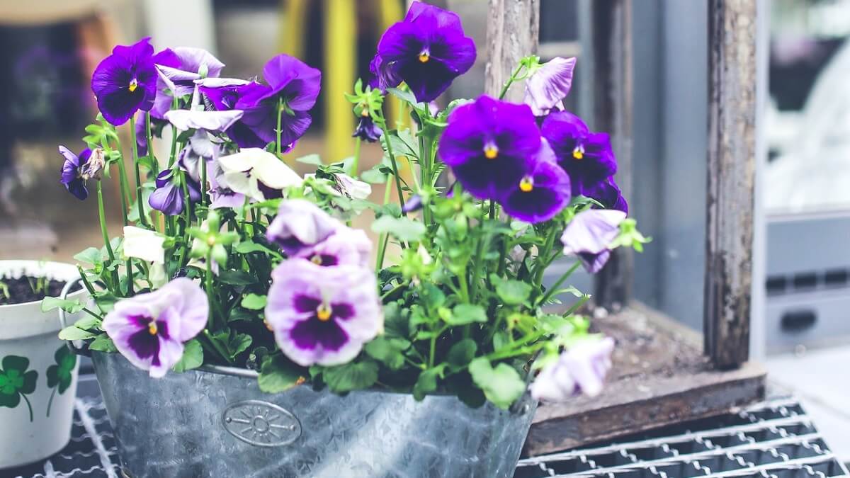 Como cuidar de violetas, veja 10 dicas de cultivo, como plantar, regar e adubar – confira fotos! 9 Violetas em um vaso de metal com tons de roxo escuros e claros