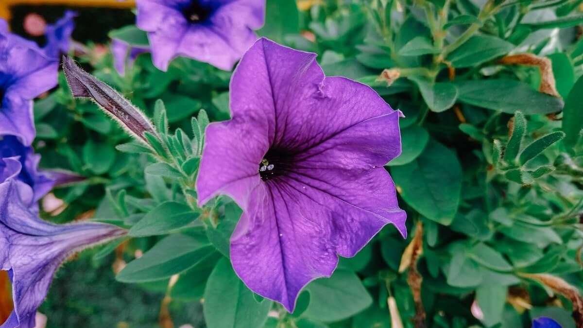 Como cuidar de violetas, veja 10 dicas de cultivo, como plantar, regar e adubar – confira fotos! 10 Violeta em tons de roxo