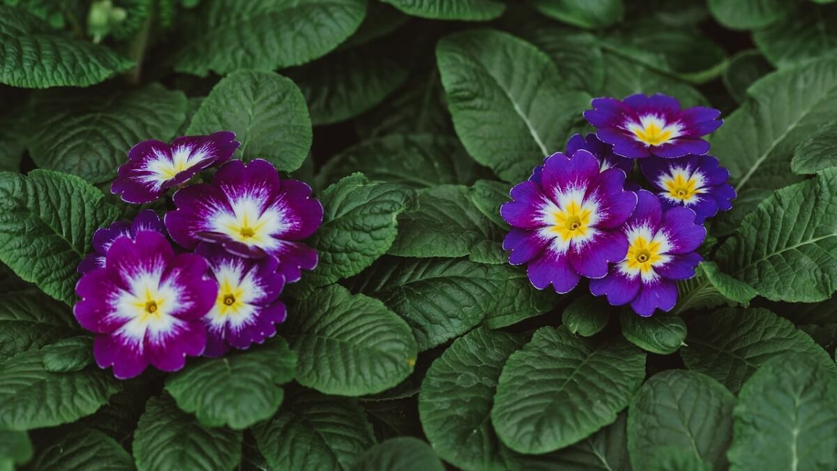 Como cuidar de violetas, veja 10 dicas de cultivo, como plantar, regar e adubar – confira fotos! 11 violetas roxas com meio branco e amarelo