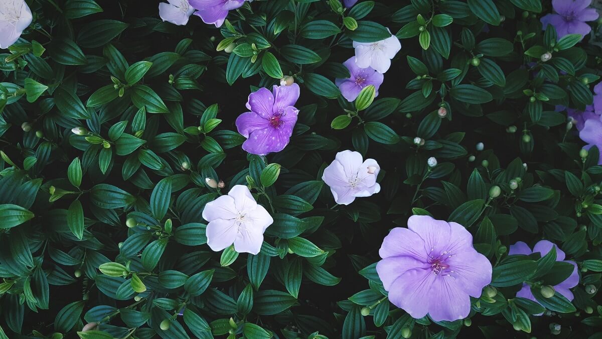 Como cuidar de violetas, veja 10 dicas de cultivo, como plantar, regar e adubar – confira fotos! 12 Violetas roxas e brancas com folhas verdes ao fundo