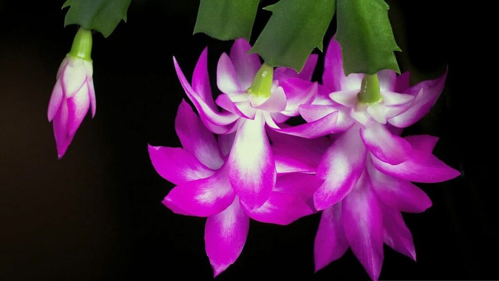 Flor de maio como cuidar, plantar, regar e adubar – veja 10 dicas fundamentais de cultivo 1 Flor de maio como cuidar, for rosa, com detalhes em branco em um fundo escuro