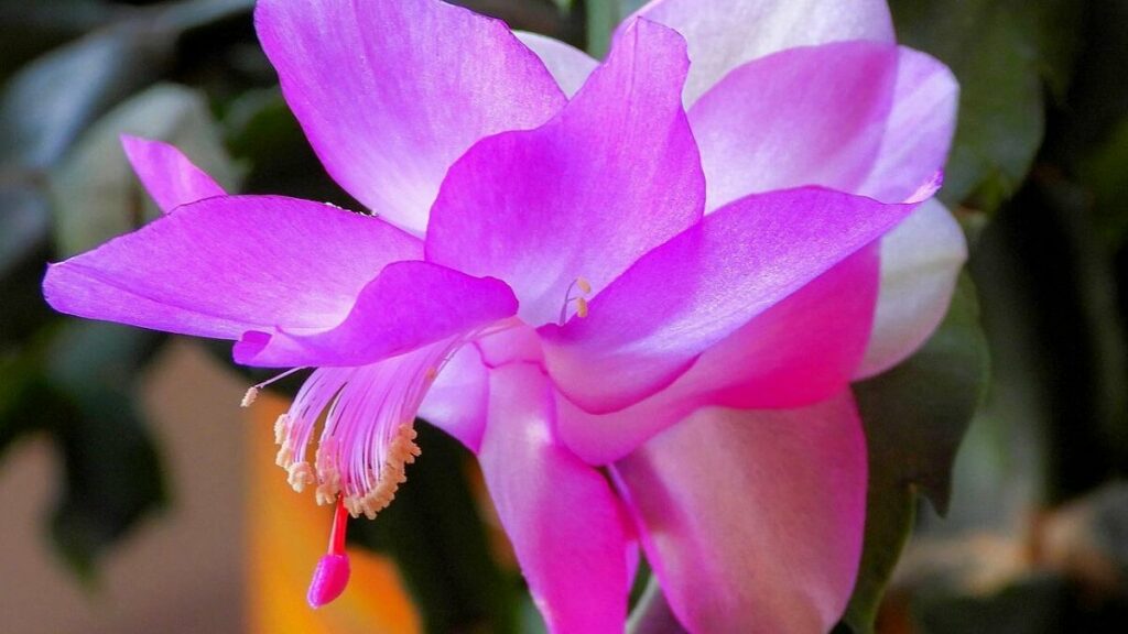 Flor de maio como cuidar, plantar, regar e adubar – veja 10 dicas fundamentais de cultivo 3 Flor de maio rosa com fundo desfocado