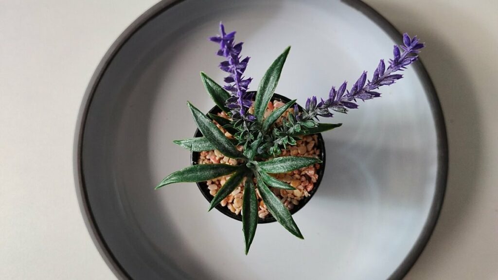 Vaso de lavanda visto de cima.