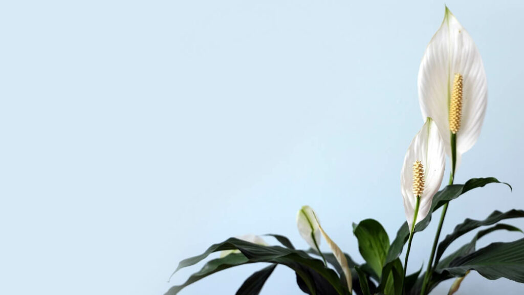 Lírio da Paz em fundo azul