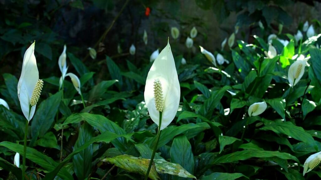 Lírio da Paz em meio a outras folhagens