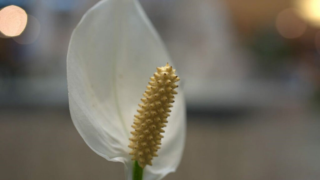 Flor do Lírio da Paz com fundo desfocado