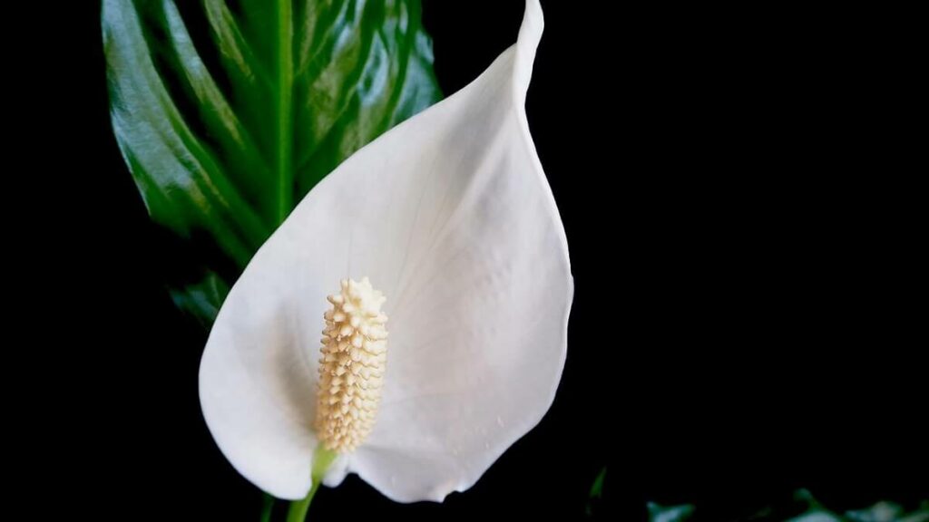 Flor do Lírio da Paz