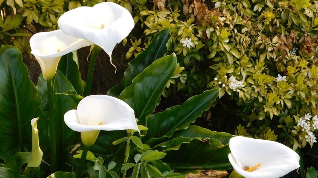 Lírio da Paz como cuidar, imagem da flor em meio a outras plantas