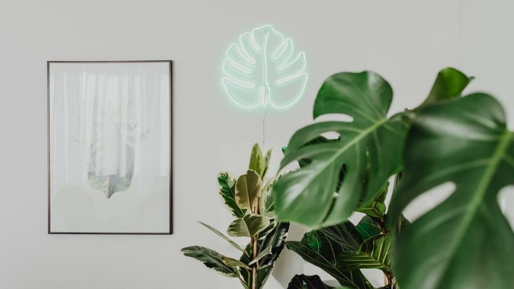 Objetos afetivos na decoração de casa 2 Objetos afetivos na decoração de casa. Quadro e demais objetos na parede ao lado de plantas