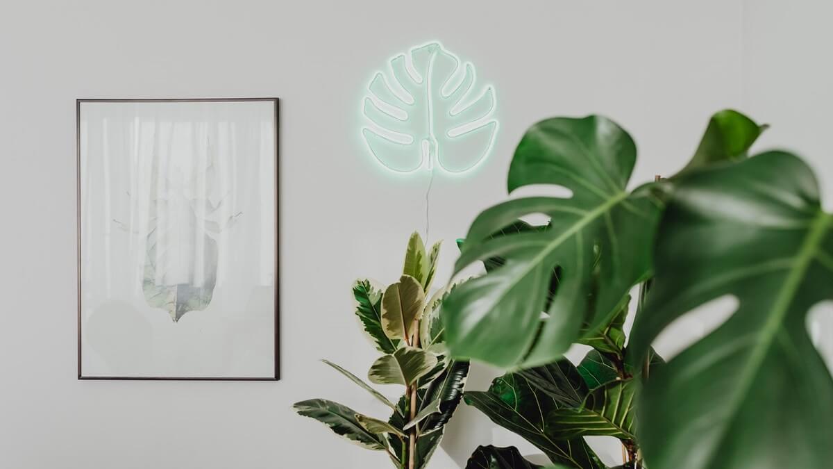 Objetos afetivos na decoração de casa. Quadro e demais objetos na parede ao lado de plantas
