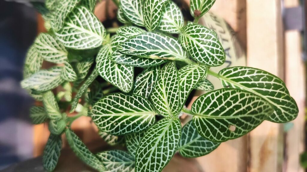 Peperômia como cuidar. Folhagem