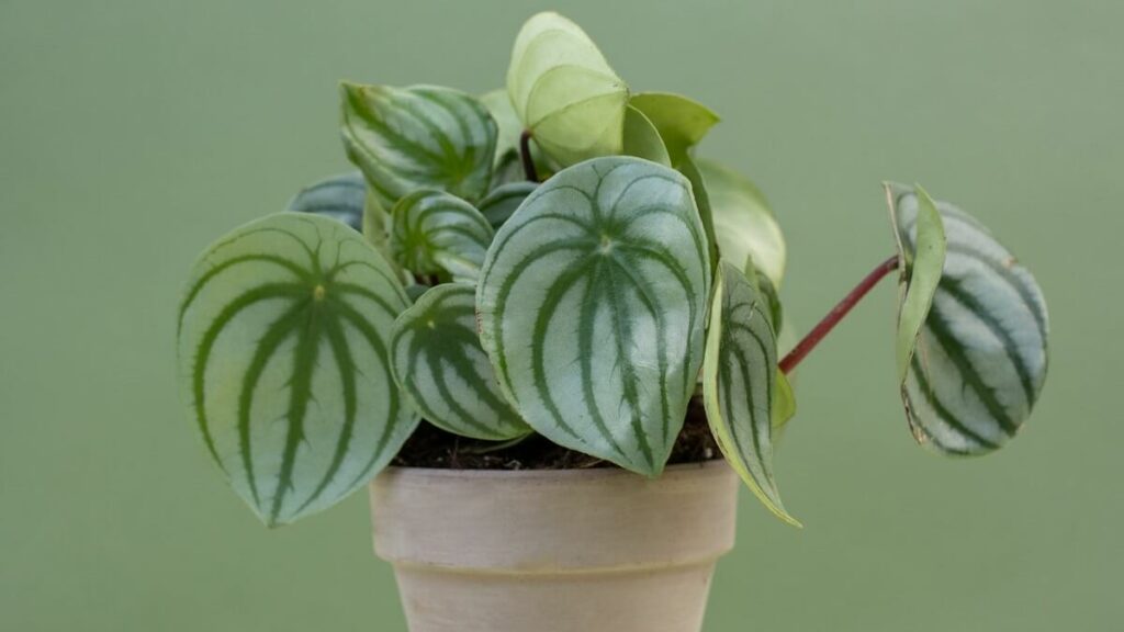Peperômia com folhas em tons de verde escuto e mais claro em um vaso com fundo verde