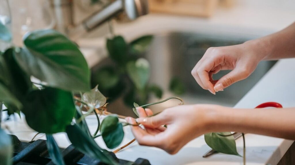 Pessoa cortando folhas de uma peperômia
