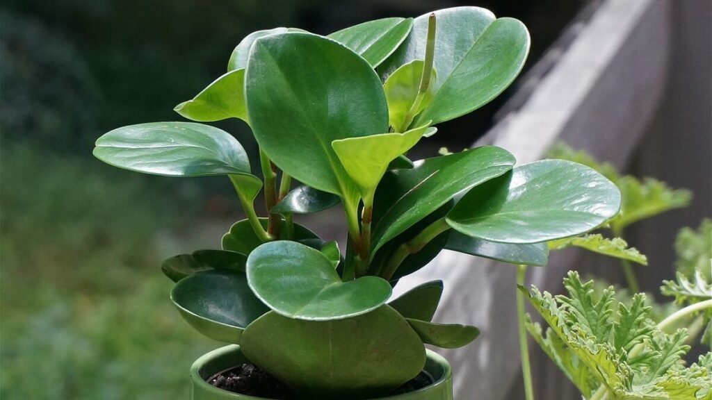 Peperômia com folhagem verde