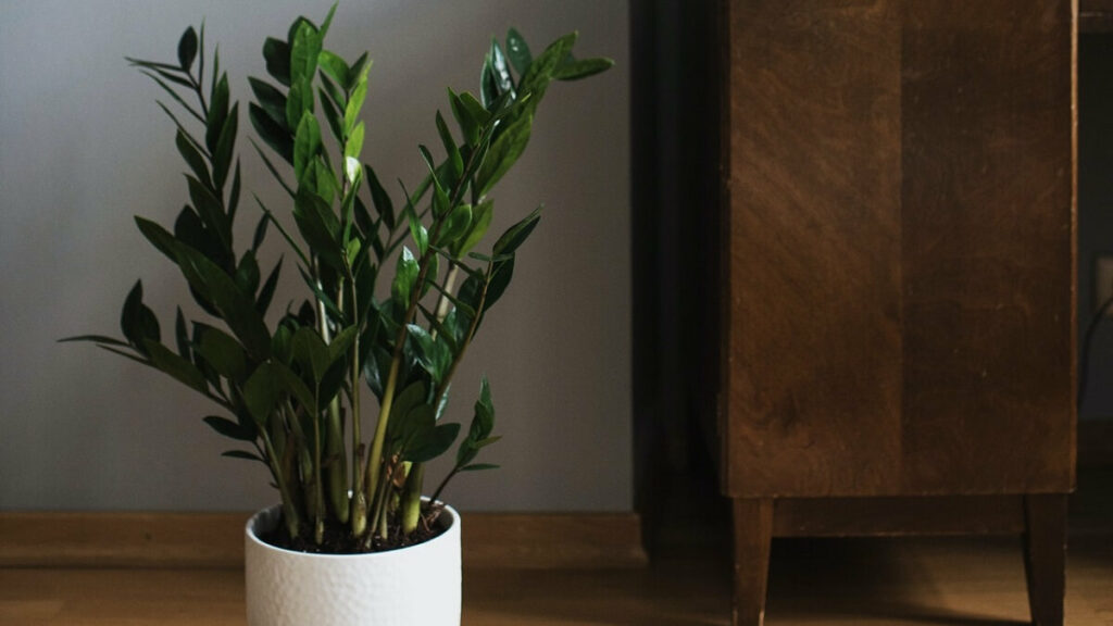 Zamioculca como cuidar – veja fotos e 13 dicas fundamentais para cultivo 3 Zamioculca em um vaso branco com armário marrom ao fundo