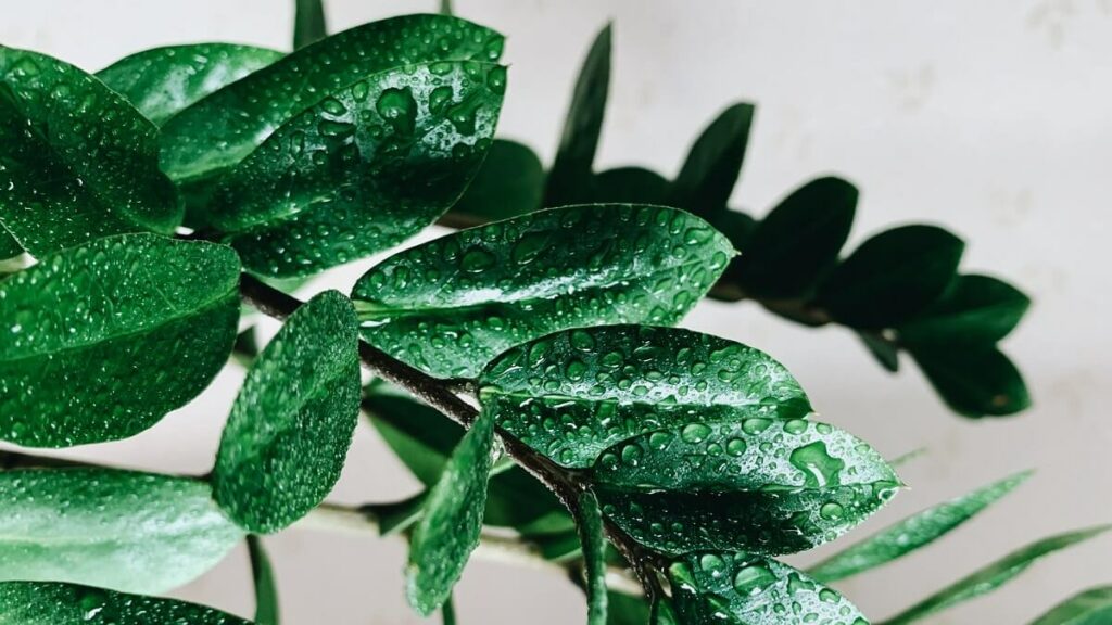 Zamioculca como cuidar – veja fotos e 13 dicas fundamentais para cultivo 2 Ramo de Zamioculca