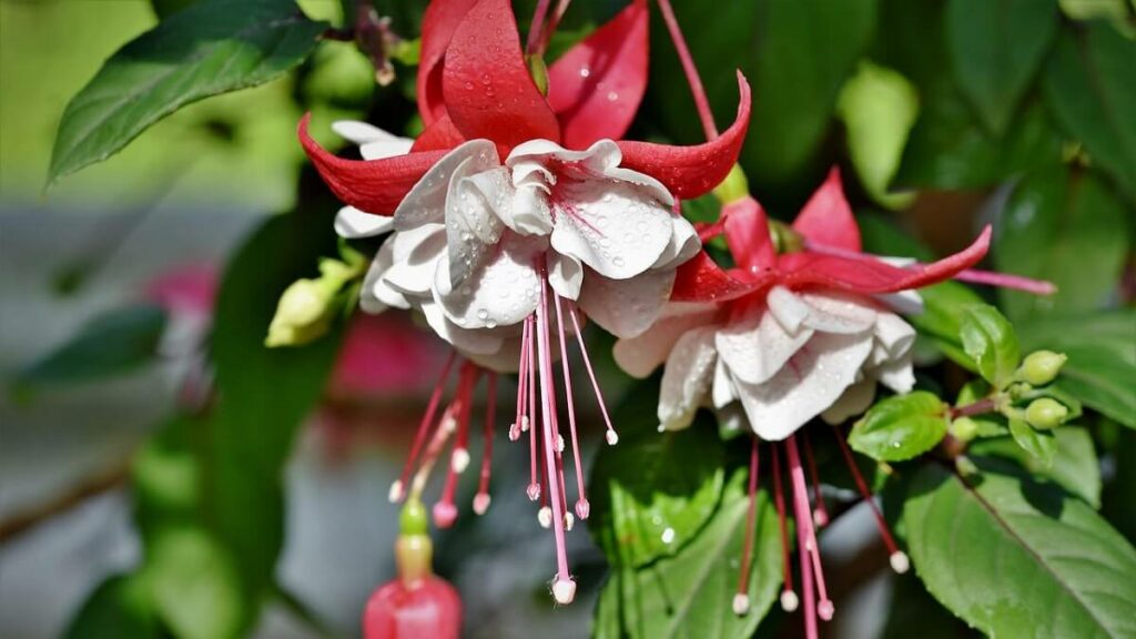 Flor brinco de princesa como cuidar