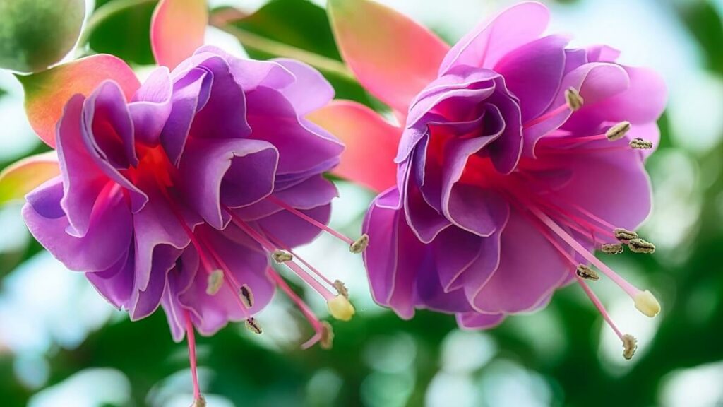 Flor brinco de princesa roxa
