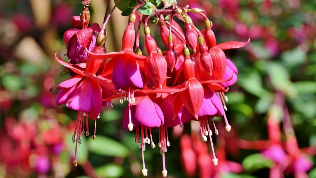 Flor brinco de princesa como cuidar rosa, com tons em roxo e fundo desfocado