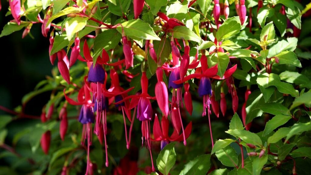 Cacho com diversas flores
