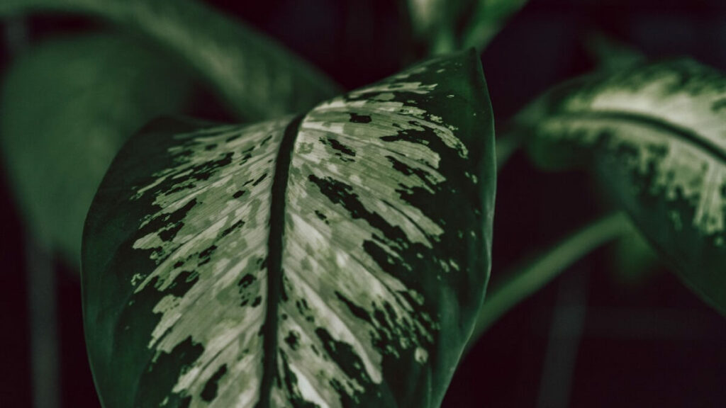 Folha escura com tons claros da planta comigo ninguém pode como cuidar