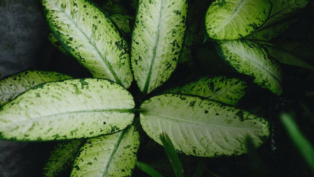 Folhas verdes da planta comigo ninguém pode