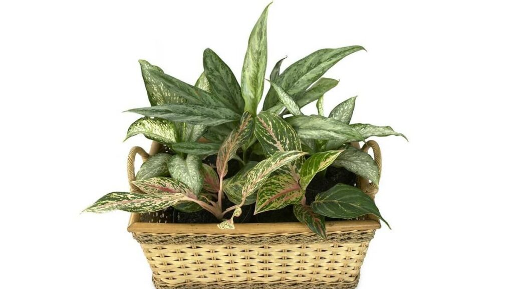 Comigo ninguém pode em cesta de palha