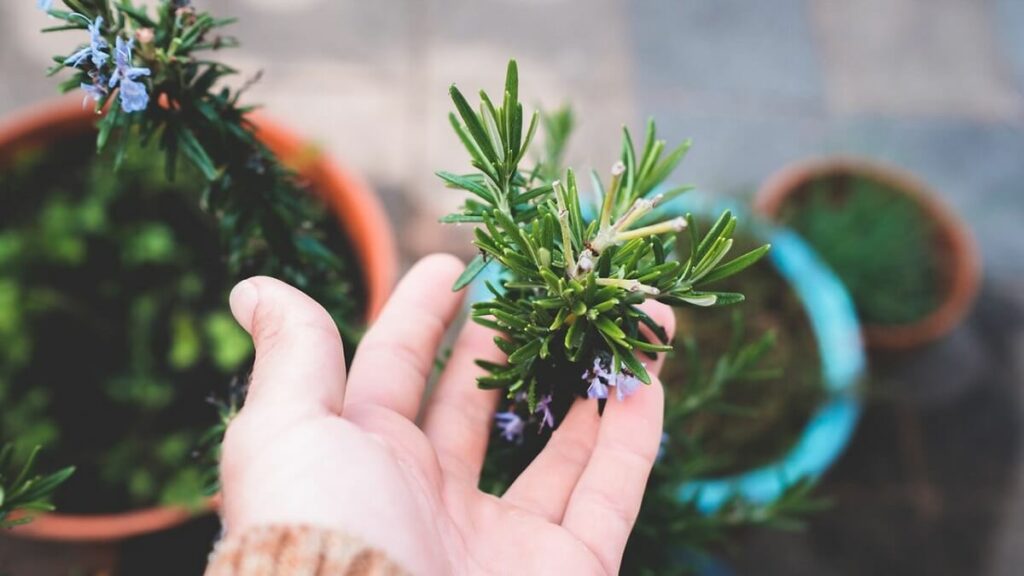 Como cuidar de alecrim? Veja o jeito certo de cultivar e suas utilidades! 1 Pessoa cultivando Alecrim em vasos.