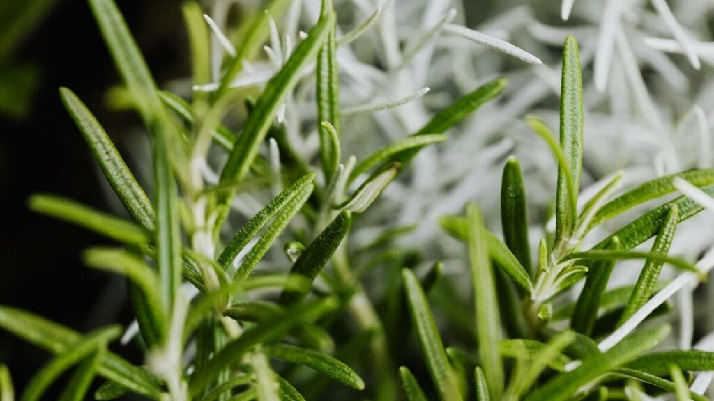 Como cuidar de alecrim? Veja o jeito certo de cultivar e suas utilidades! 4 Ramos de alecrim no sol