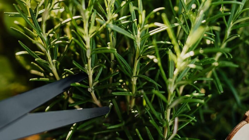 Como cuidar de alecrim? Veja o jeito certo de cultivar e suas utilidades! 5 Pessoa usando uma tesoura para cortar um ramo de alecrim