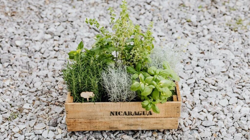 Como cuidar de alecrim? Veja o jeito certo de cultivar e suas utilidades! 3 Alecrim em um vaso de madeira com outras espécies de plantas