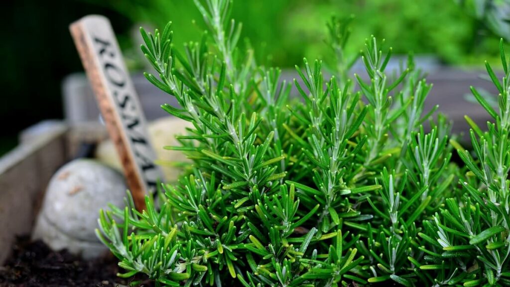 Como cuidar de alecrim? Veja o jeito certo de cultivar e suas utilidades! 2 Como cuidar de alecrim