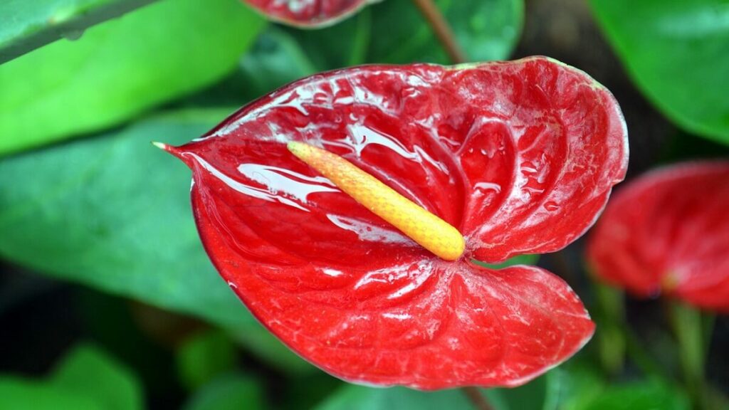 Antúrio vermelho com amarelo e folhagens verdes ao fundo
