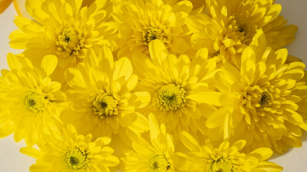 Margaridas Amarelas com fundo branco