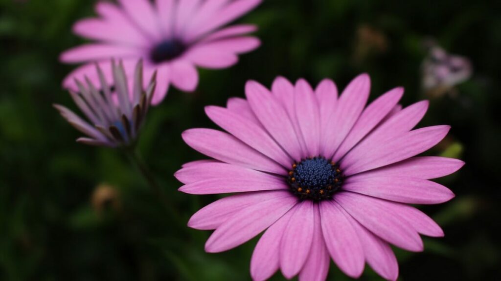 Margaridas roxas com miolo roxo e fundo escuro