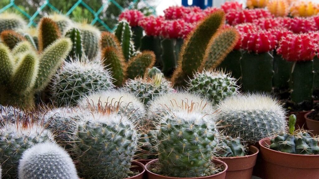 Diversos mini cactos em pequenos vasos