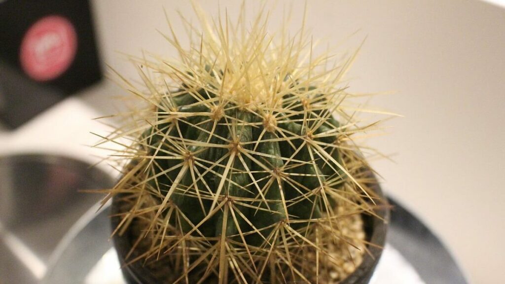 Mini cacto com grandes espinhos