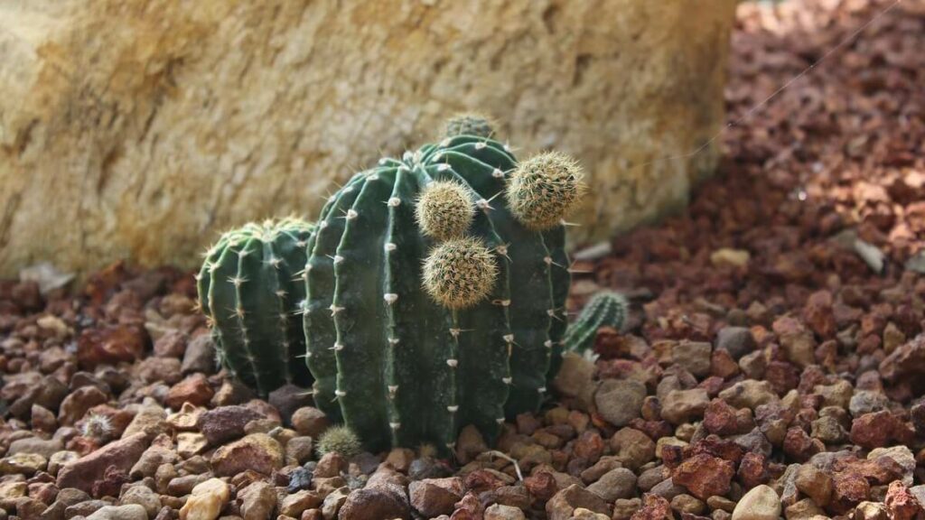 Mini cacto plantado diretamente no chão