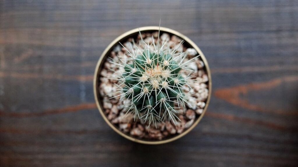 Como cuidar de mini cactos em vasos
