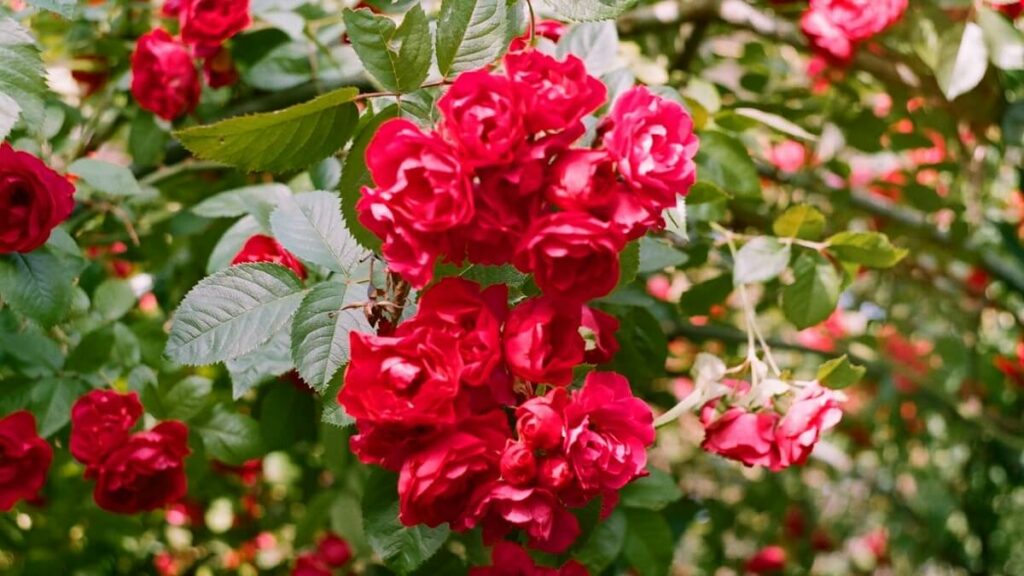 Mini rosas em cachos