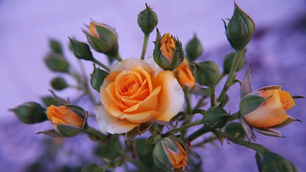 Como cuidar de mini rosas com botões e flores.