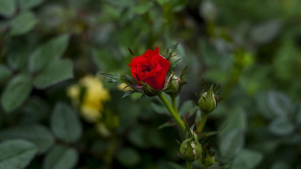 Mini rosa vermelha com uma flor amarela ao fundo
