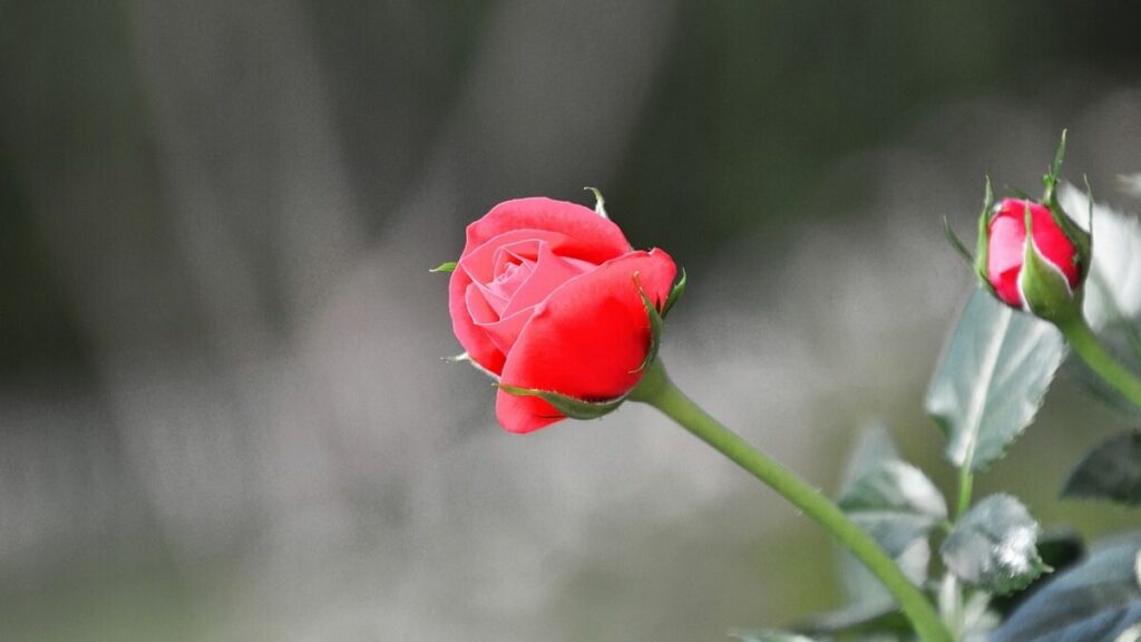 Como cuidar de mini rosas