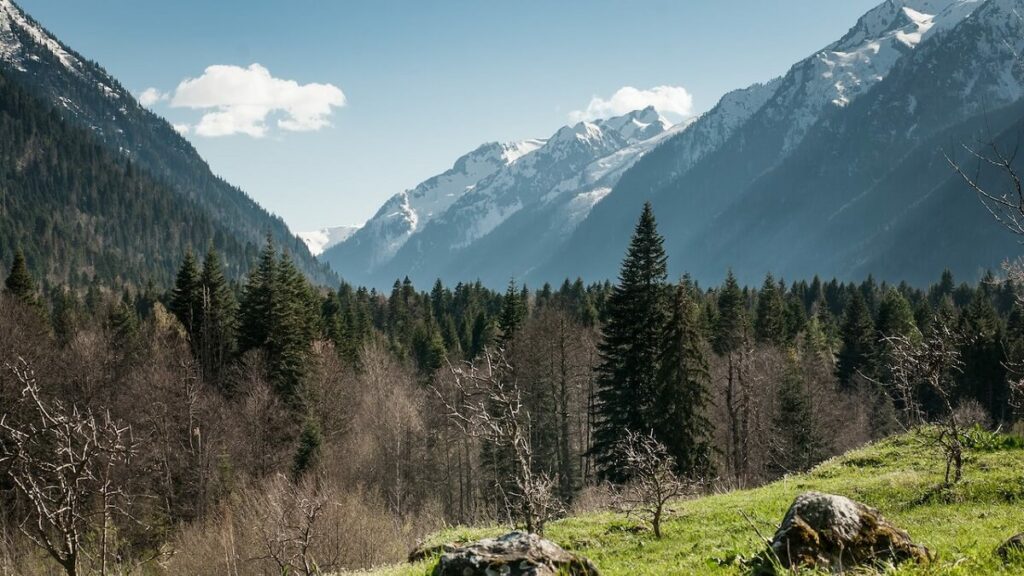 Como cuidar de pinheiro: Veja dicas essenciais para cultivar corretamente! 1 Pinheiros na natureza com montanhas com neve ao fundo